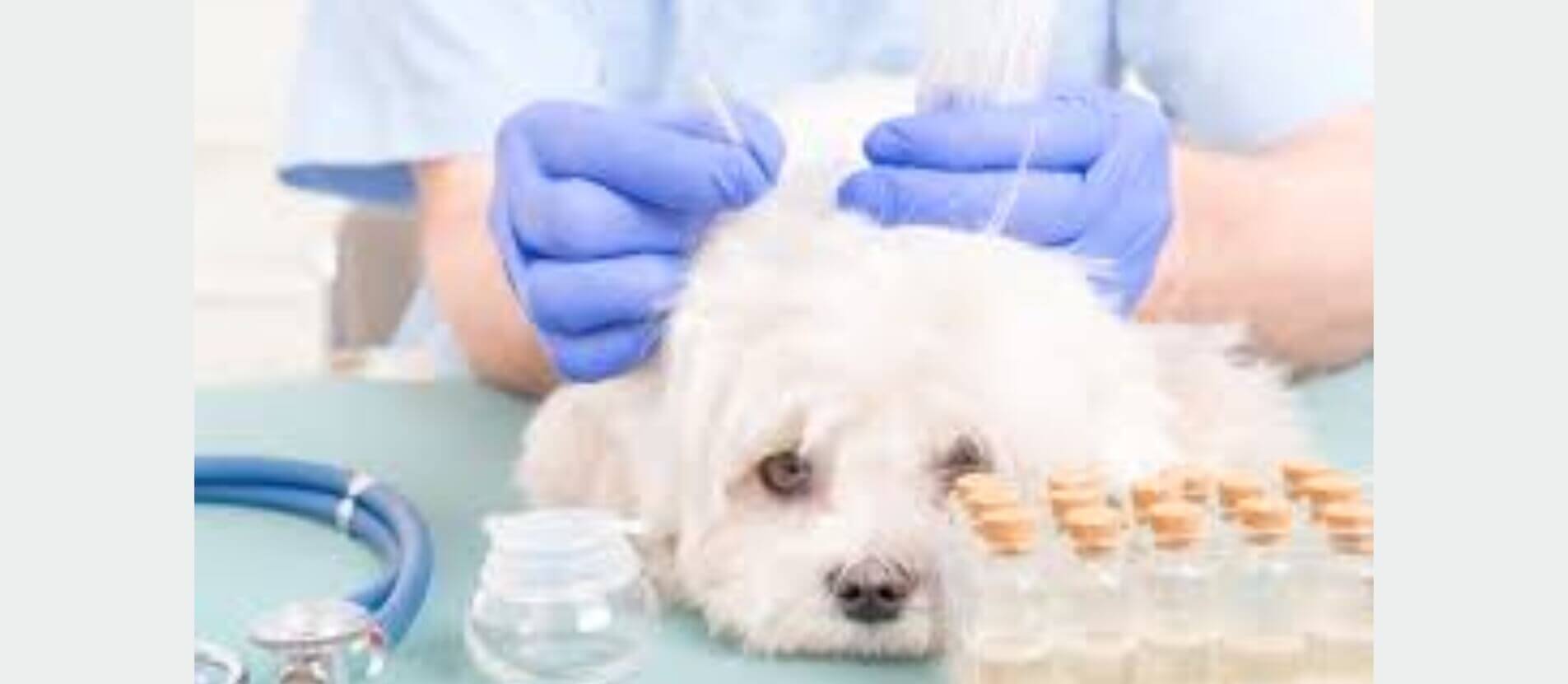 Cirurgia - Clinvet - Hospital Veterinário 24 horas, Clínica Veterinária, Pet Shop e Dedetizadora de Imbituba